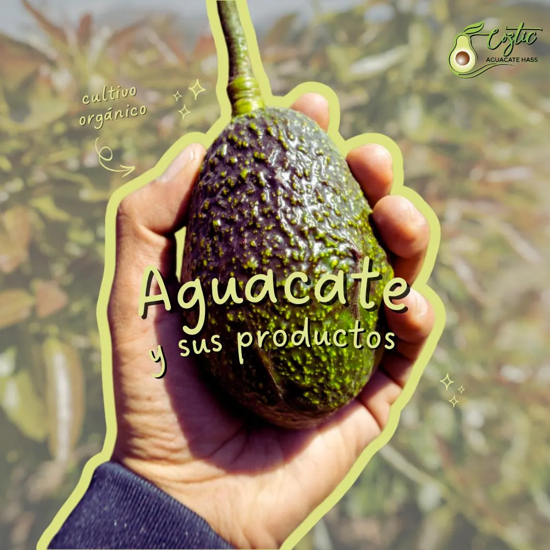 AGUACATE HASS